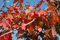 October Glory Maple